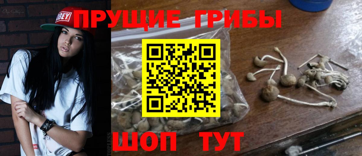 Галлюциногенные грибы Magic Shrooms  где купить наркоту  Сальск  Вход с VPN 
